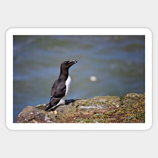 Razorbill Sticker